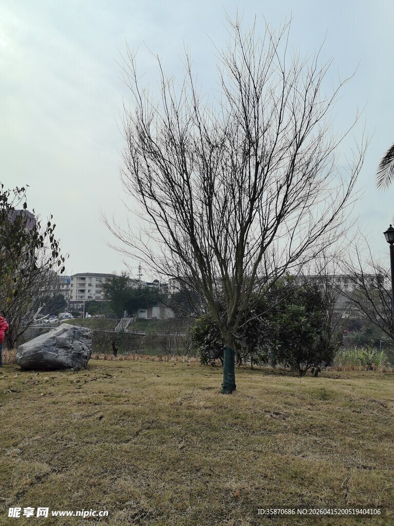 冬日公园枯树景象