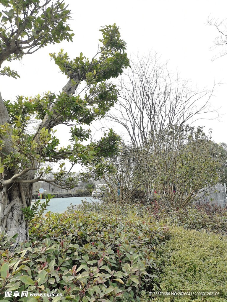 户外自然景观中的绿植树木