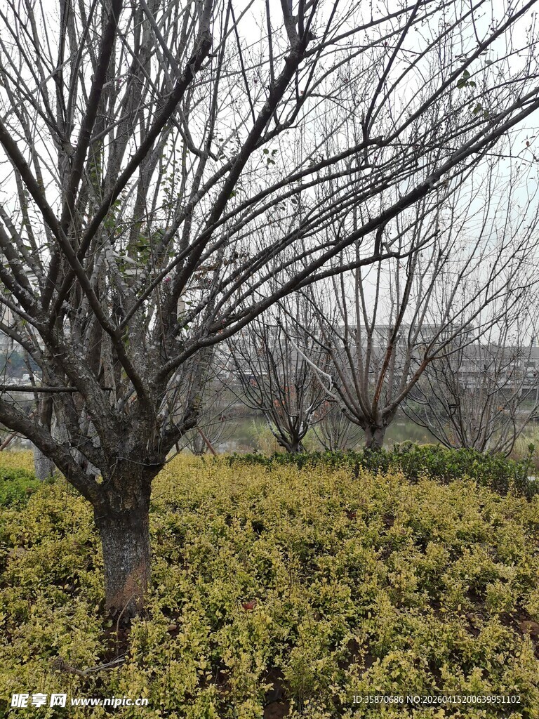 冬日枯树下的金黄植被