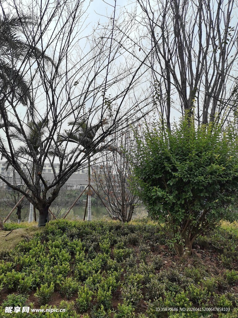 冬日园林枯树与绿植相映
