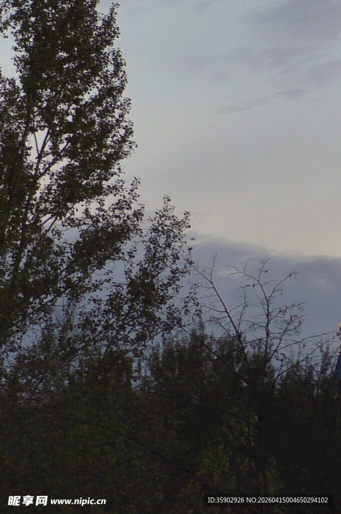 黄昏下的树林树梢景色