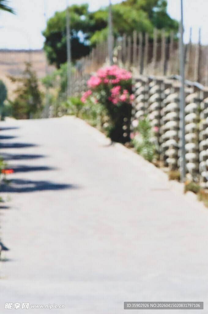 乡村小径旁的绚烂花丛