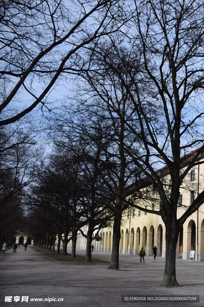 冬日街道旁的树木与建筑