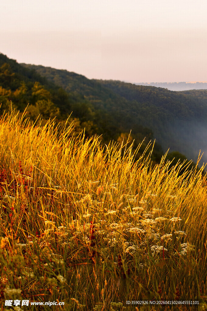 秋日山坡野花烂漫景色