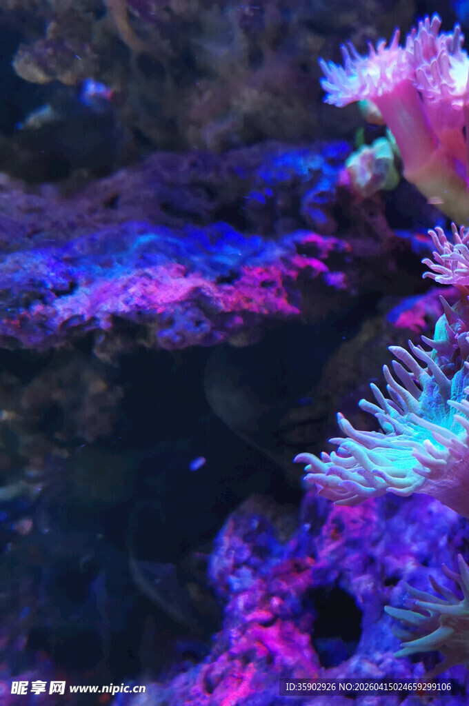 梦幻绚丽的海底珊瑚景观