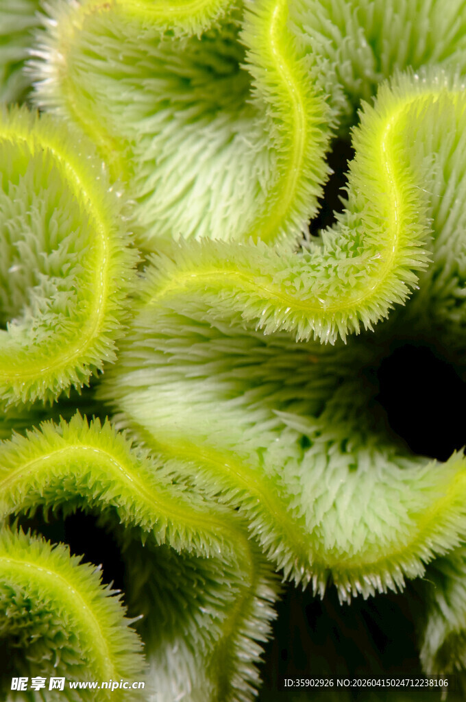 绿色卷曲植物特写