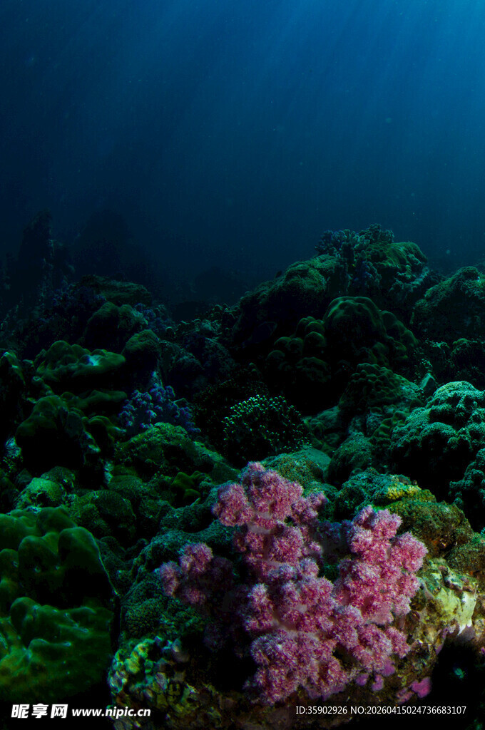 海底绚烂珊瑚景观