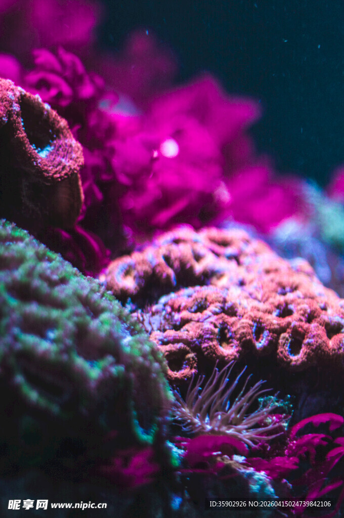 绚丽多彩的海底珊瑚景观