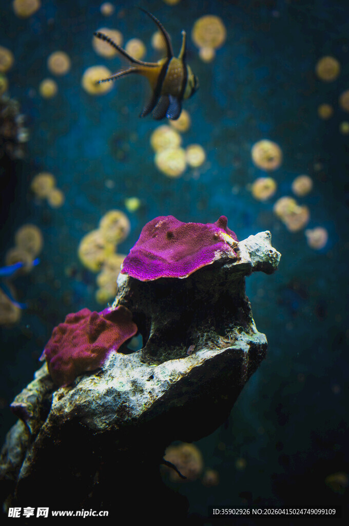 海底绚丽珊瑚与游动小鱼
