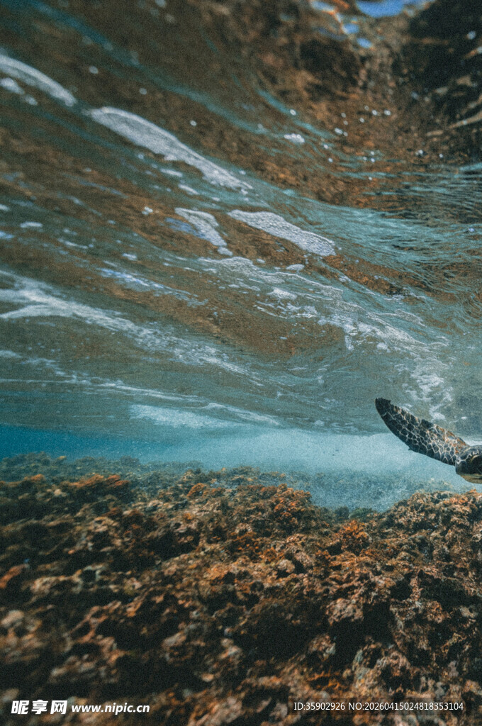 水下世界的奇妙潜水景象