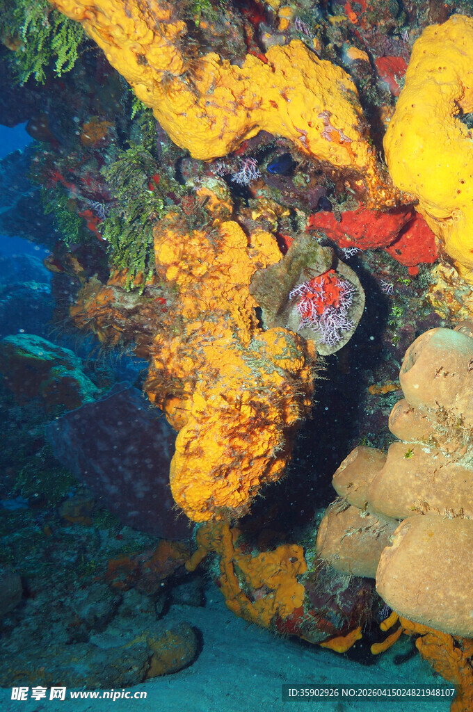 海底多彩珊瑚景观
