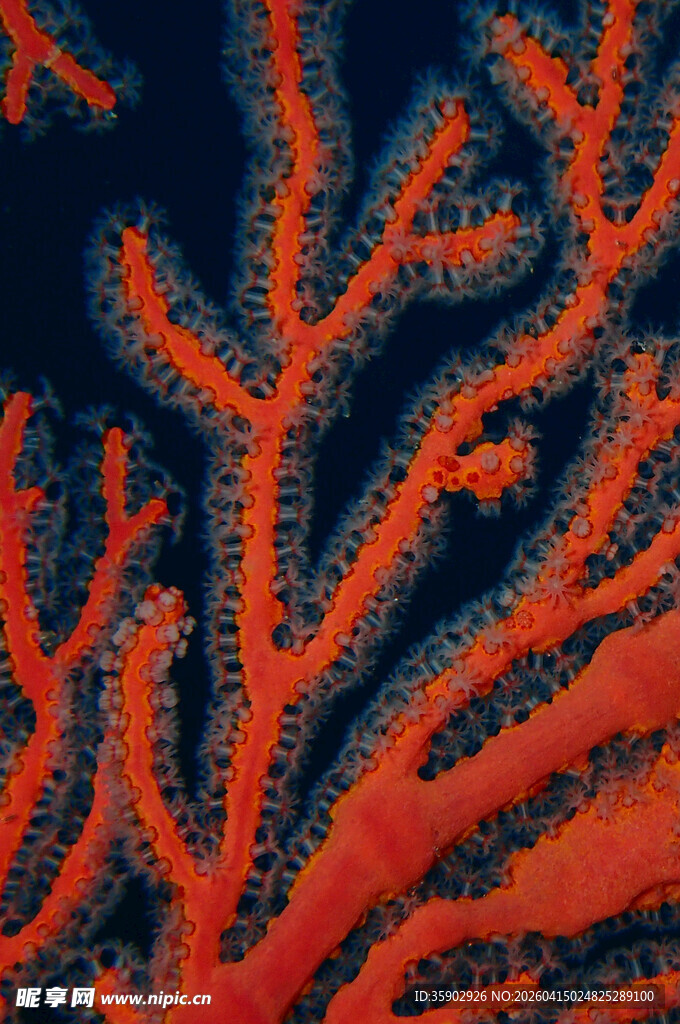 红色珊瑚特写