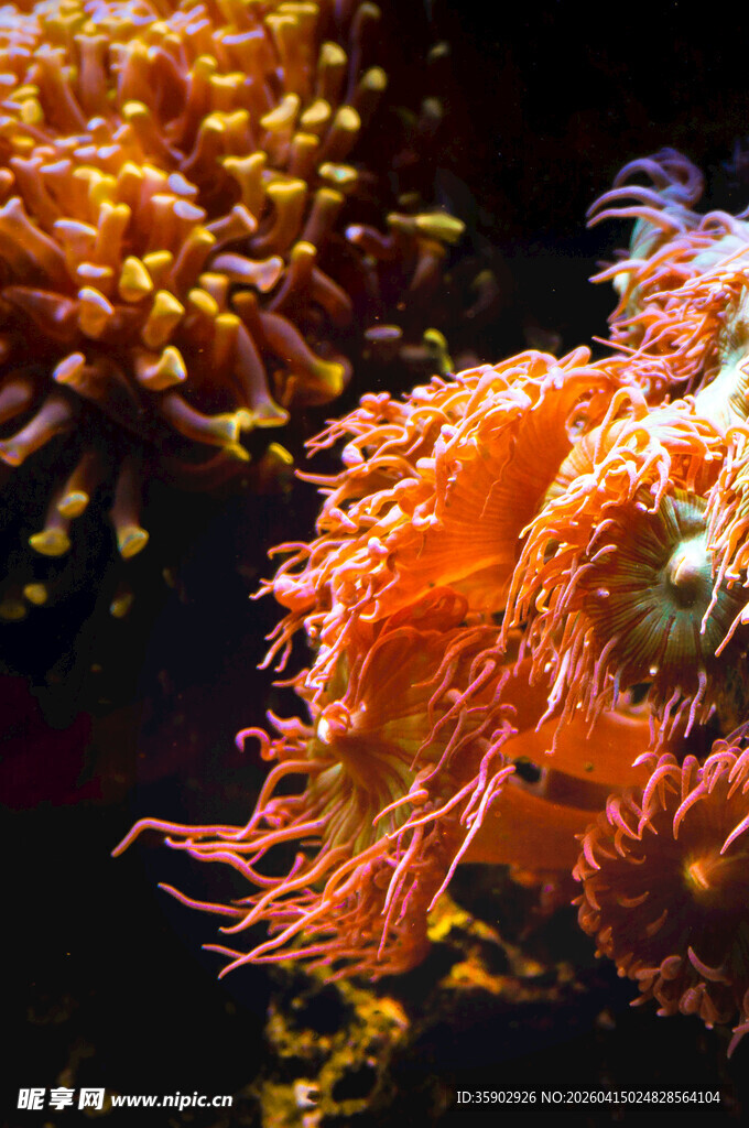 绚丽海葵绽放海底世界
