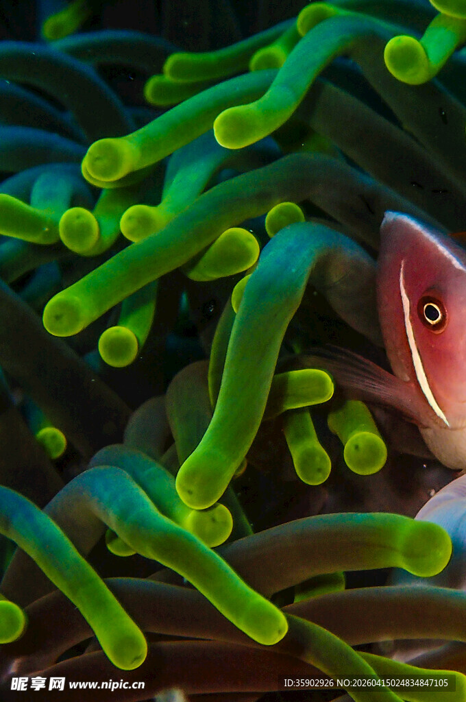 海葵中的小鱼