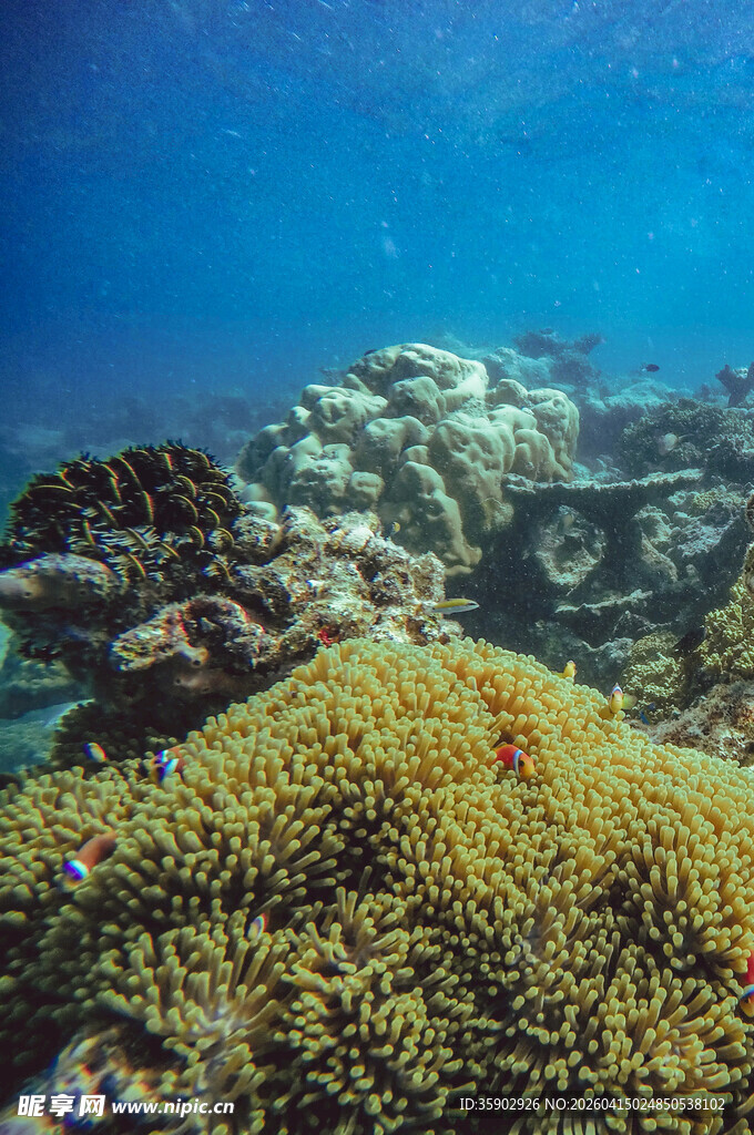 海底多彩珊瑚景观