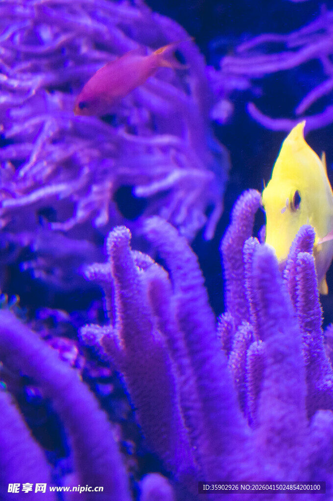 梦幻紫海下的多彩鱼儿