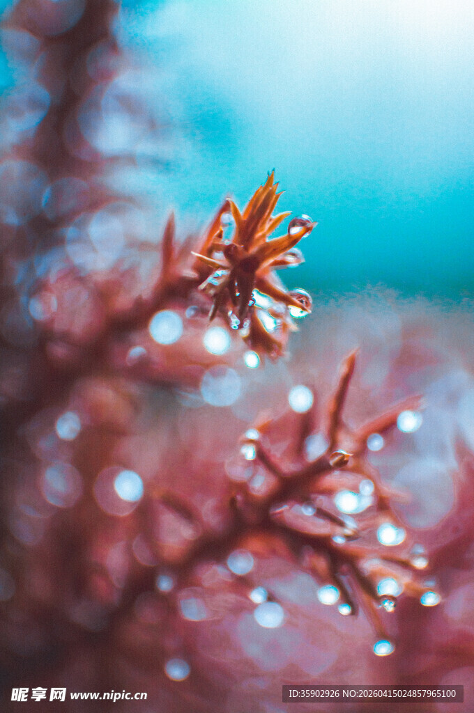 带水珠的红色枝叶特写