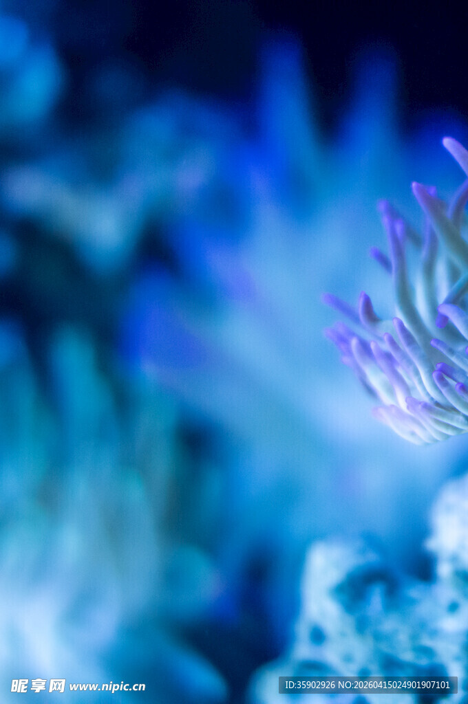 梦幻海底的美丽紫色鱼