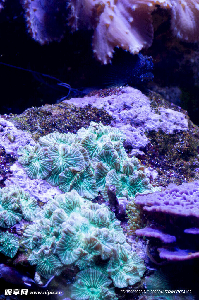 绚丽多彩的海底珊瑚景观