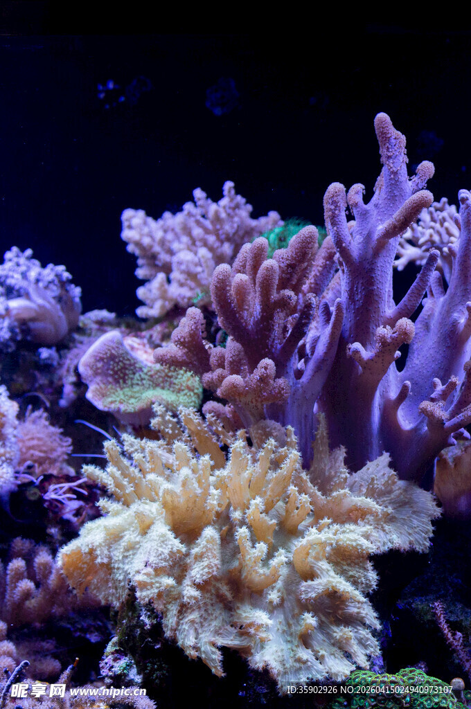 多彩珊瑚展现海底之美