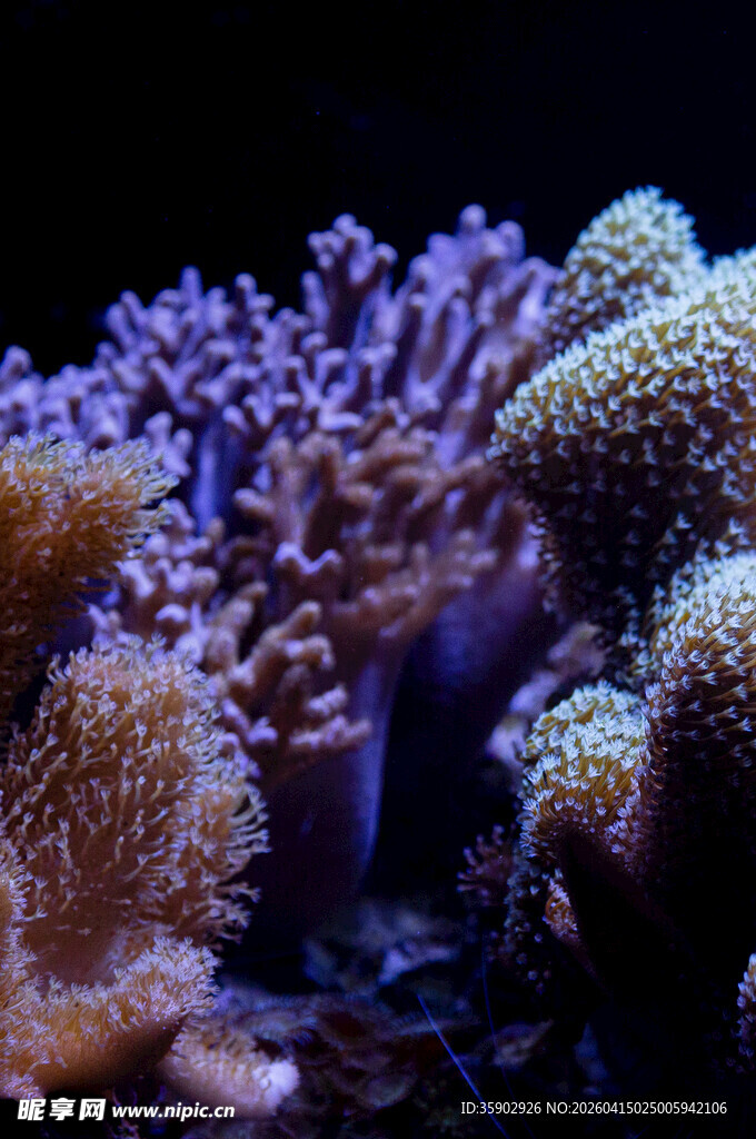 绚丽多彩的海底珊瑚景观
