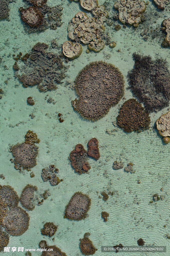 绿色背景上的多样菌类