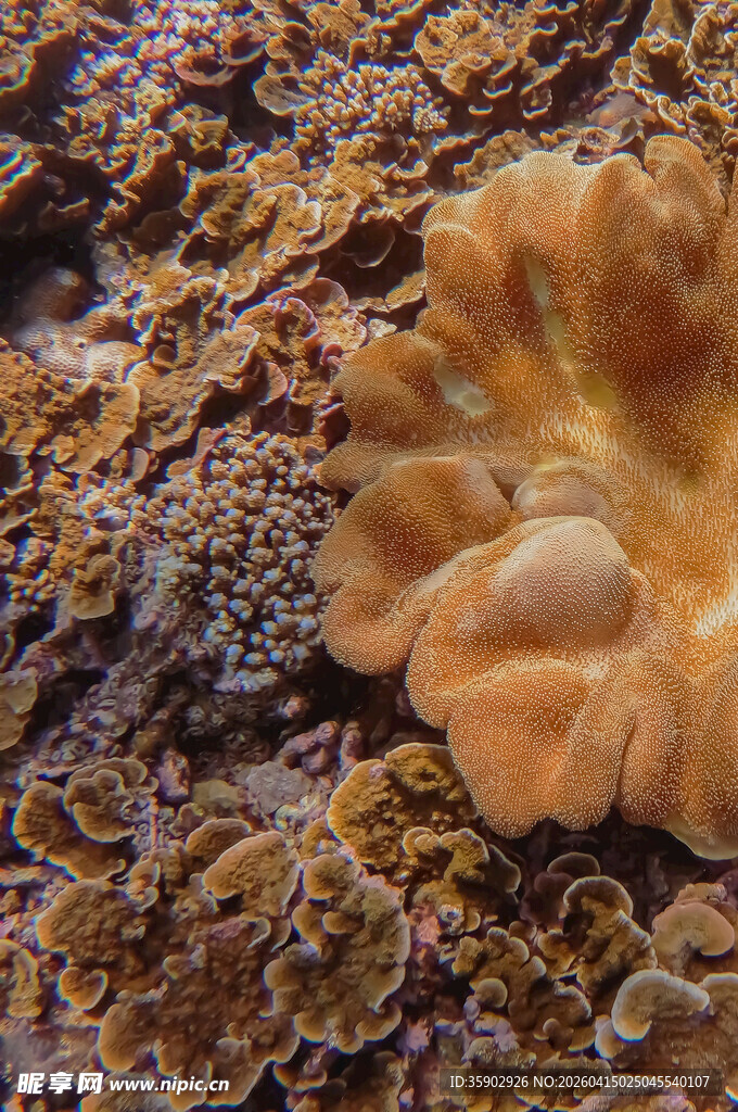 多彩海底珊瑚特写