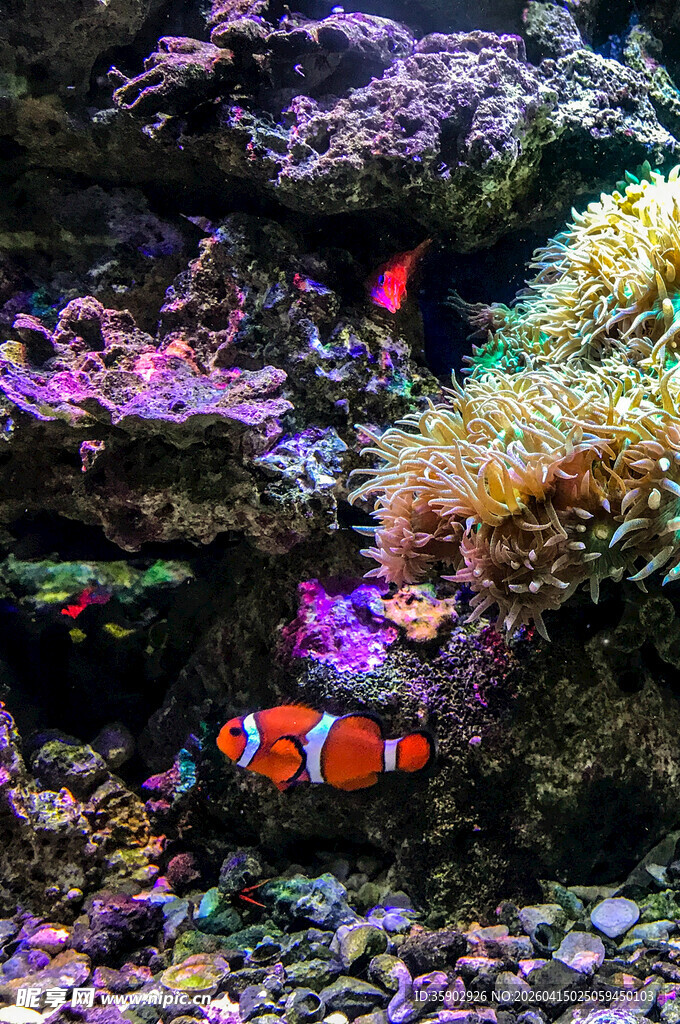 梦幻海底世界中的小丑鱼