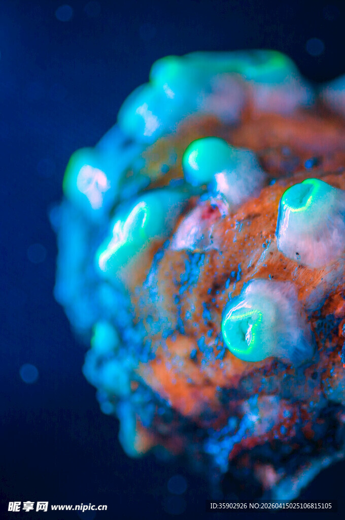 多彩发光珊瑚特写