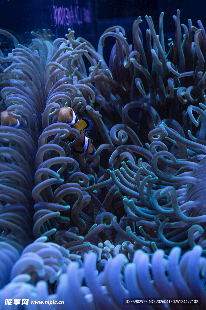 海葵中的小丑鱼