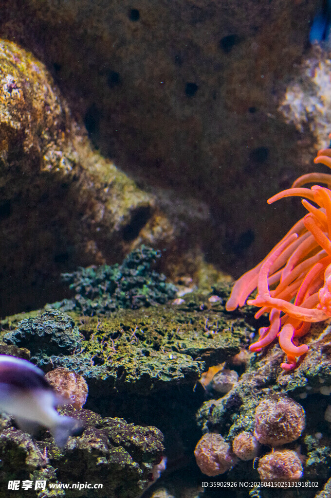 海底奇幻景观中的多彩生物