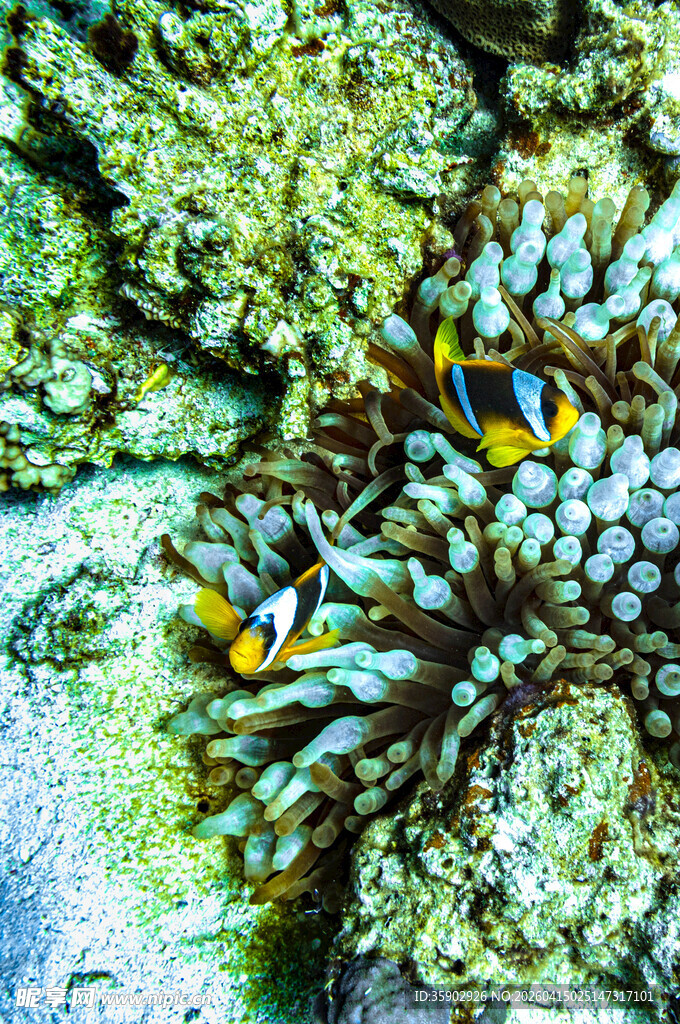 海底小丑鱼与海葵共生