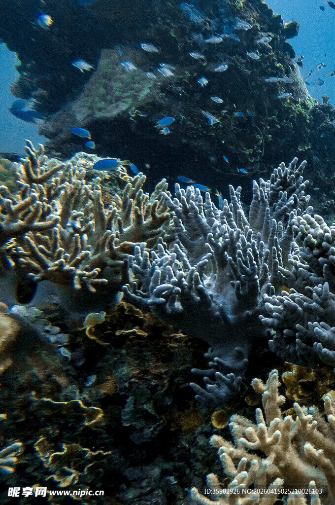 海底多彩珊瑚景观