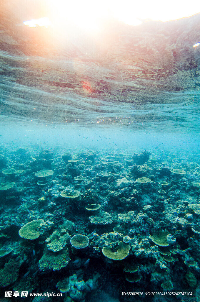 海底珊瑚景观阳光洒落