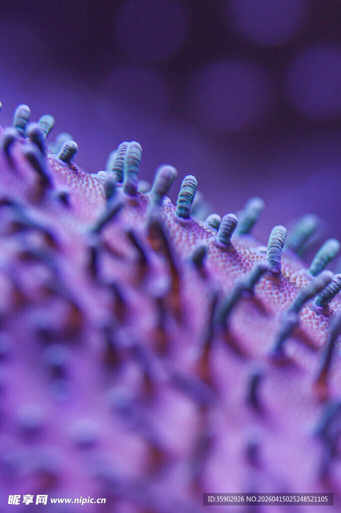 紫色海葵微观奇妙景象