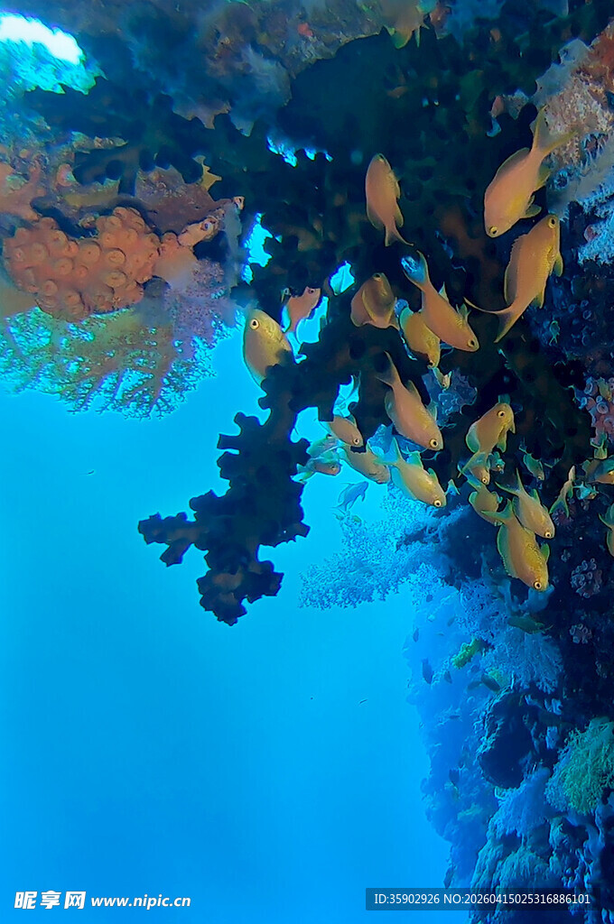 海底珊瑚与游动的鱼群