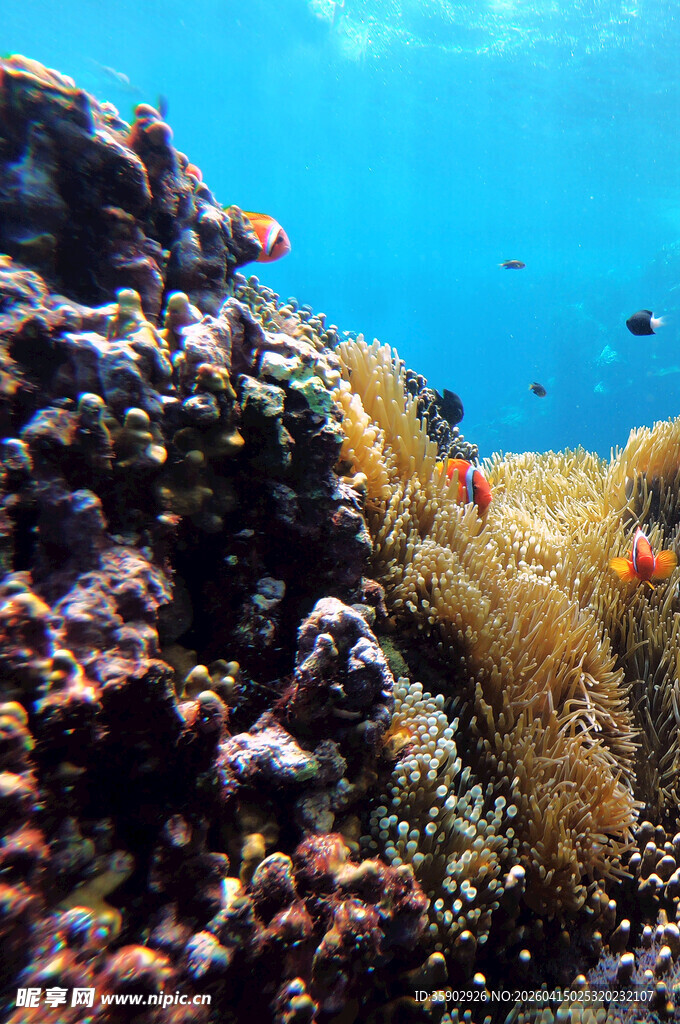 海底多彩珊瑚与游动小鱼