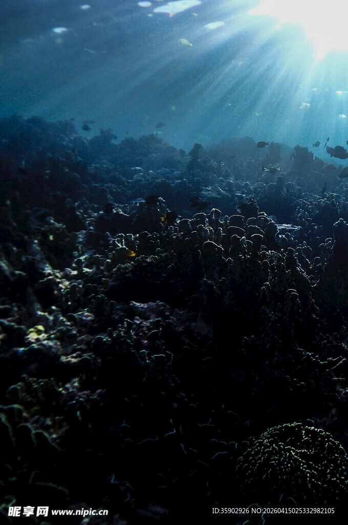海底阳光照耀的珊瑚世界