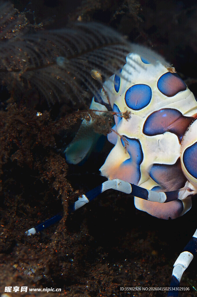 色彩斑斓的海底奇异鱼类