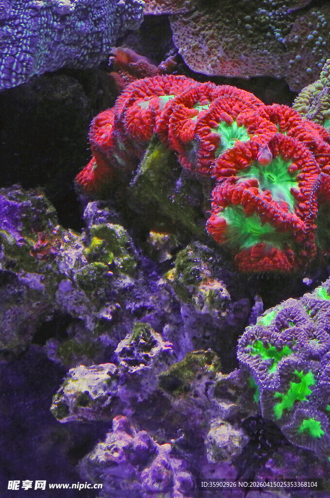 绚丽多彩的海底珊瑚景观
