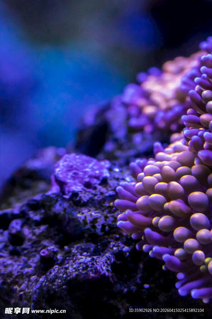 绚丽多彩的海底珊瑚景观