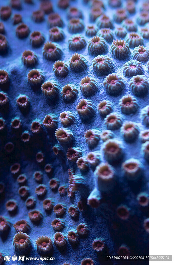 蓝色表面布满红色小圆点