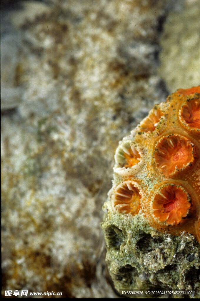 海洋中的多彩珊瑚特写