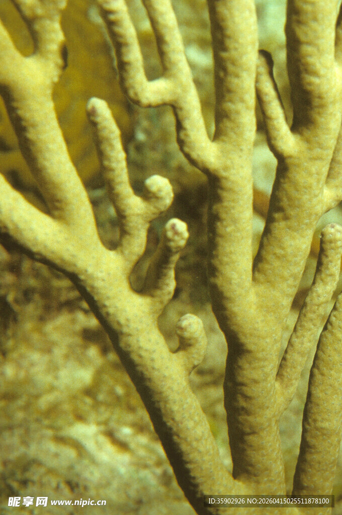 美丽的黄色珊瑚特写