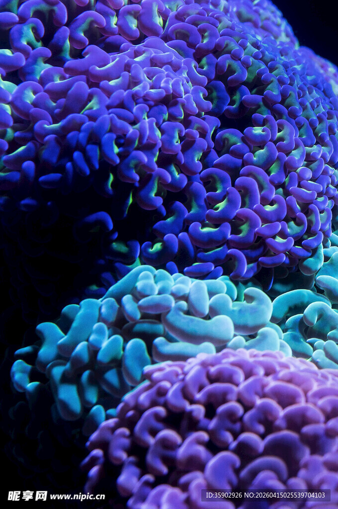 绚丽多彩的海底珊瑚