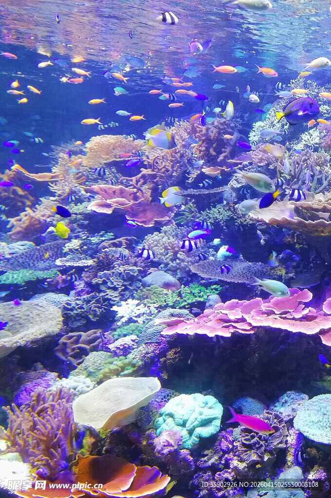绚丽多彩的海底珊瑚景观