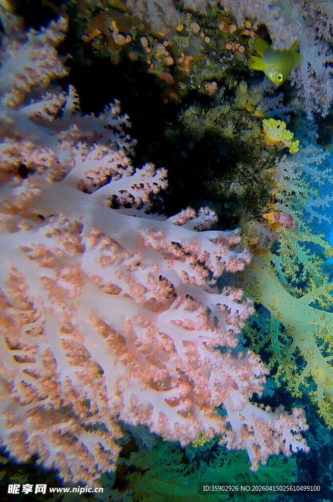 绚丽多姿的海底珊瑚景观