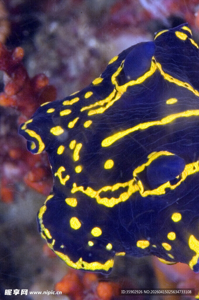 蓝黄相间海蛞蝓特写