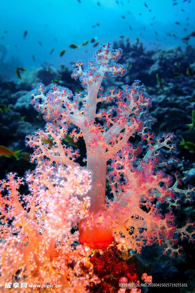 海底绚烂珊瑚景观