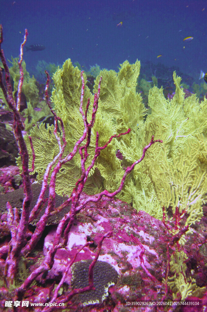 多彩海底珊瑚景观